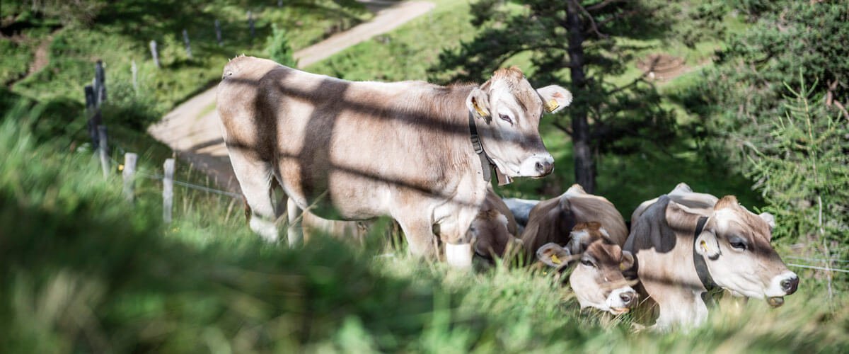 Experience our alpine farm up close